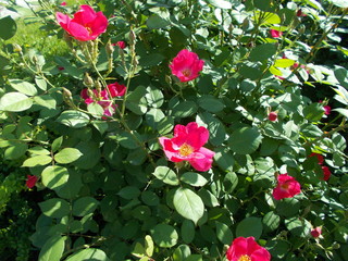  Leaves and flowers. Natural background for your design.