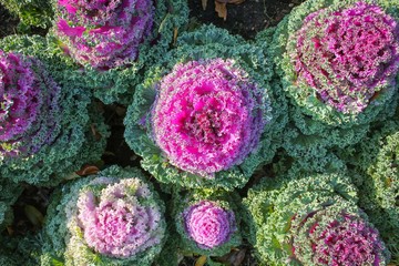 Flowering decorative purple-pink cabbage plant in garden.