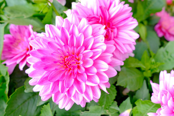 Obraz premium Beautiful bright pink dahlias bloom in the garden.
