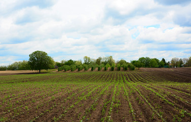 rural landscape with field and blue sky