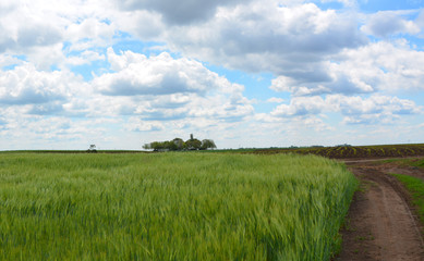 green field and blue sky