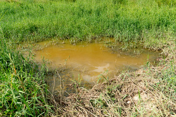 Flooded with grass covering the surrounding.