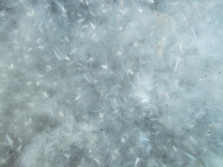  Leaves and flowers. Natural background for your design.