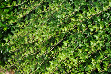 Obraz premium ivy growing on a wall in summer