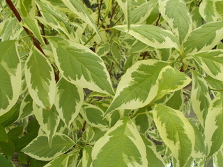 Obraz premium Leaves and flowers. Natural background for your design.