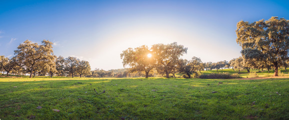 Dehesa in southern Europe