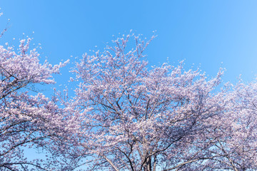 青空の下、咲き誇る桜