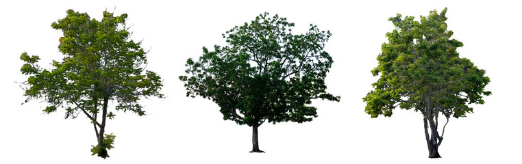 Fototapeta na wymiar 3 green tree tropical wood isolate white background asia