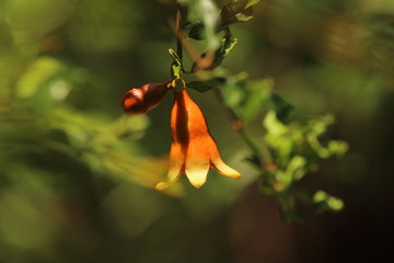closeup shot of pomegranate flower or buds with green leaves on the pomegranate tree