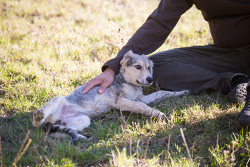 Happy adopted dog on a field