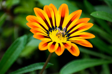 yellow flower with water drops of dew