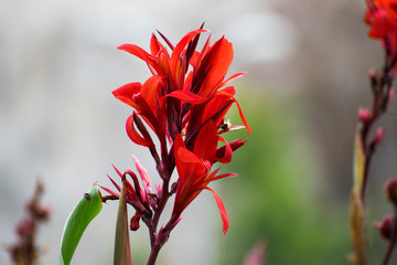 red flower