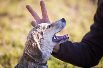 Happy adopted dog on a field