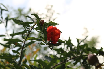 Fototapeta premium closeup shot of pomegranate flower or buds with green leaves on the pomegranate tree