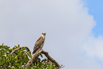 Short-toed snake eagle sits in a tree top and looking