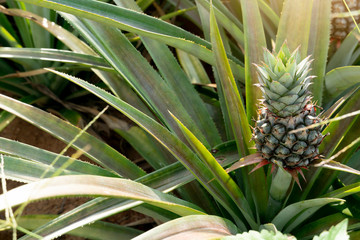 Obraz premium Agricultural occupation small pineapple fruit on tree in plantation at Thailand.