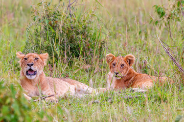 Lion Cubs lying and resting in the grass
