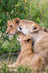 Close-up of Lioness licking one of her cubs