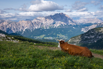 Cows lying on the meadow with a beautiful landscape in the mountains