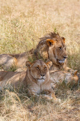 Lions resting in the shadow, a hot day