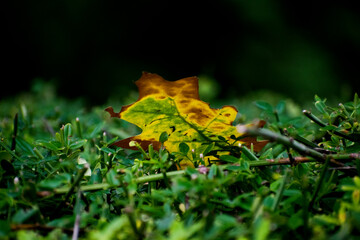 autumn leaves on green background