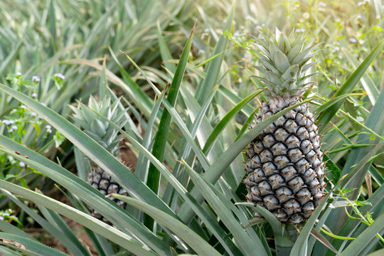 Agricultural occupation Pineapple Fruit on tree in plantation at Thailand.