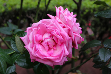 pink rose garden flower