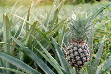 Obraz premium Agricultural occupation Pineapple Fruit on tree in plantation at Thailand.