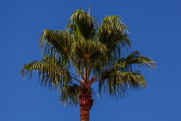 Gran Canaria, Playa del Ingles , palm tree, doves and sun romantic