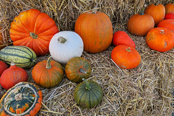 different varieties of pumpkins on straw