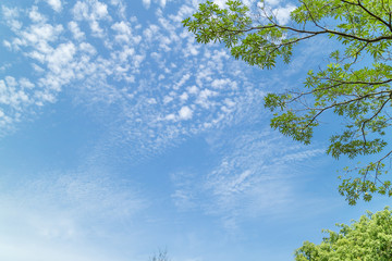 Green foliage background cloudy sky.CR2