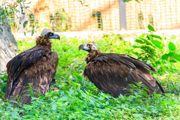 Cinereous vulture (Aegypius monachus), also known as the black vulture, monk vulture, or Eurasian black vulture