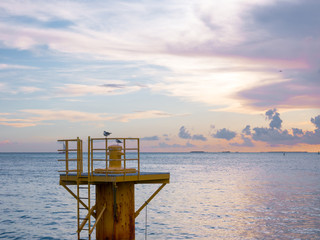 Seagulls enjoying the beautiful sunset in Key West. Miami, Florida