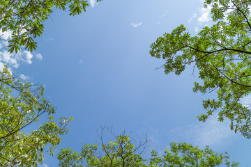 Green foliage background cloudy sky.CR2