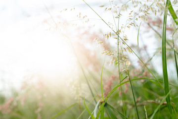 Beautiful bright white and pink flowers of green grass. With the sun shining.