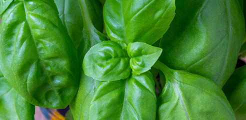 foglie di basilico in macro fotografia
