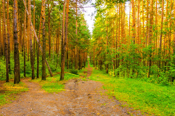 The road in the forest. The path passes among pines and firs.