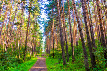 The road in the forest. The path passes among pines and firs.