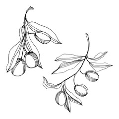 Vector Olive branch with fruit. Black and white engraved ink art. Isolated olive illustration element.