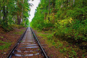 Railway tracks in the forest.The railway passes among the trees.