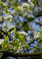 Kirschblüte Nahaufnahme Prunus Detail Staubblätter Bienen Nektar Pollen weiß Blütenblätter Früchte Obst Kerne selektive Schärfe Makro Baum Frühling Knospen Blätter Äste Deustschland 
