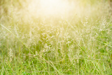 Obraz na płótnie Canvas Beautiful bright white flowers of green grass. With the sun shining.