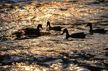 Stockenten Wasservögel Silhouetten schwimmen Wasser Sonnenuntergang Gruppe Reflektion Spiegelung...