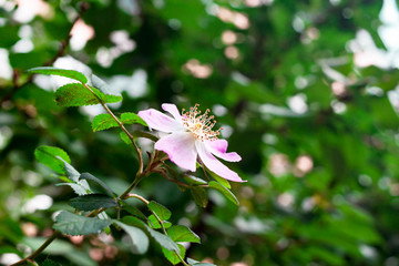 Beautiful pale pink rosehip flower on a blurred green natural background with sun rays