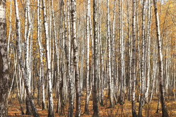 beautiful scene with birches in yellow autumn birch forest in october among other birches in birch grove