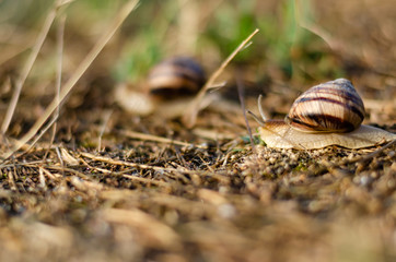 In summer, snails crawl on the sand.Macro.