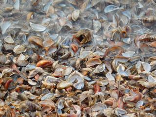 seashells