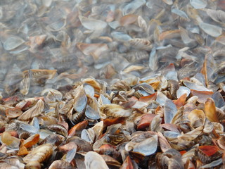 seashells