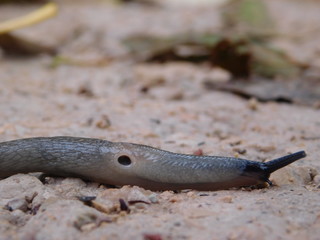 snail on stone
