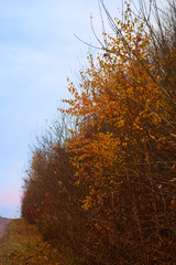 Autumn country road and yellow birch on side